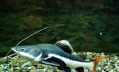 黃金貓魚攻擊行為預(yù)防措施（如何預(yù)防黃金貓魚的攻擊行為）