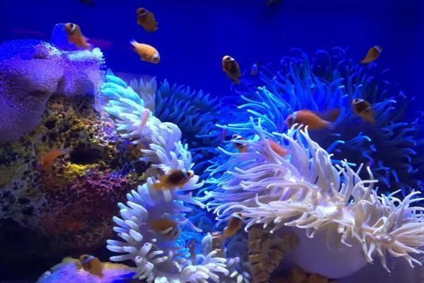 水族館票價是多少錢一張（上海海洋水族館年票優惠政策對比水族館年票優惠政策）