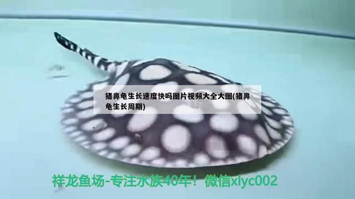 豬鼻龜長(zhǎng)得快嗎還是慢呢：豬鼻龜一年能長(zhǎng)多大？