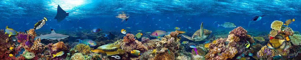 水族館里一般有什么動(dòng)物圖片（水族館一般有的動(dòng)物圖片詳情）