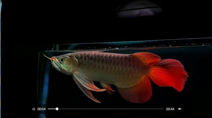 印尼大湖紅龍魚價格表圖片：印尼大湖紅龍魚價格信息