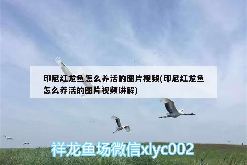 印尼紅龍魚怎么養(yǎng)活的圖片視頻(印尼紅龍魚怎么養(yǎng)活的圖片視頻講解)