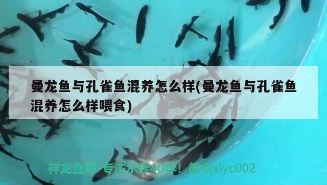 曼龍魚與孔雀魚混養怎么樣(曼龍魚與孔雀魚混養怎么樣喂食)