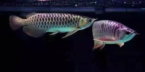 銀龍魚與金龍魚混養效果：金龍魚與銀龍魚混養的最佳比例
