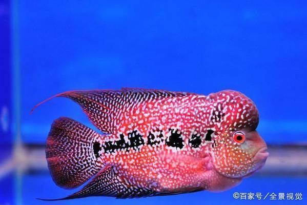 開一個水族館一年能賺多少錢啊：開設一個水族館的盈利能力受多種因素影響，水族館商品銷售策略