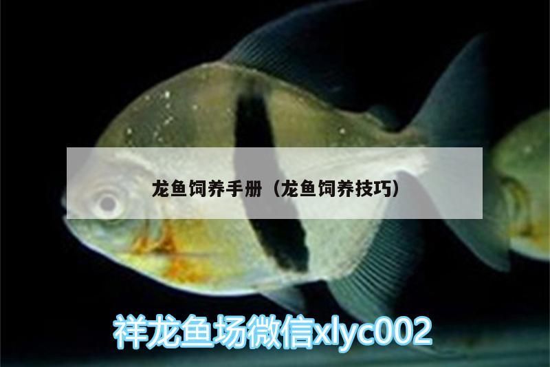 龍魚飼養手冊（龍魚飼養技巧）