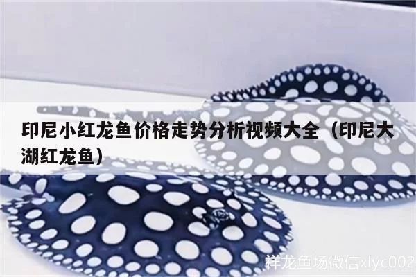 印尼大湖紅龍魚苗圖片：印尼大湖紅龍魚苗