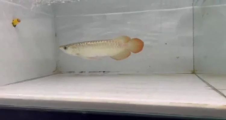 印尼大湖紅龍魚苗圖片：印尼大湖紅龍魚苗