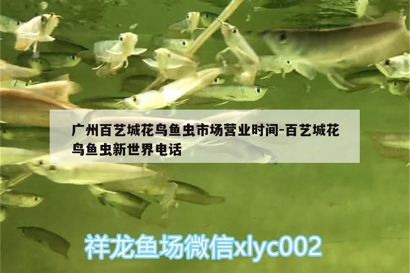 廣州百藝城花鳥魚蟲市場營業時間:百藝城花鳥魚蟲新世界電話