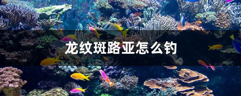 龍紋斑路亞怎么釣