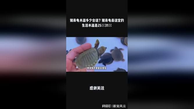 豬鼻龜生活水溫：豬鼻龜水溫多少
