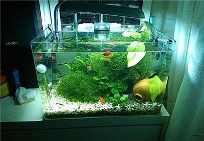 40厘米寬的魚缸養什么魚好看：40厘米寬的魚缸適合養什么魚？