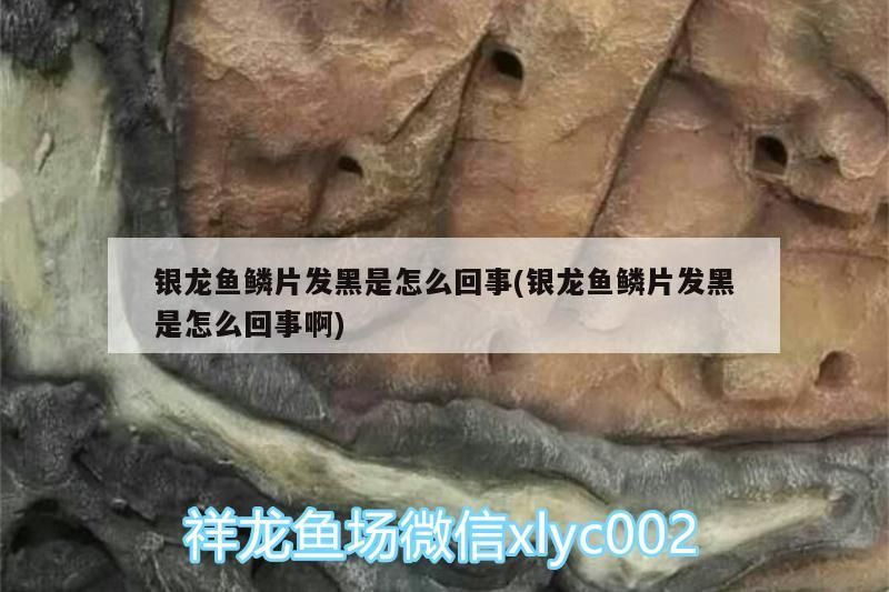 銀龍魚鱗片發黑是怎么回事(銀龍魚鱗片發黑是怎么回事啊)