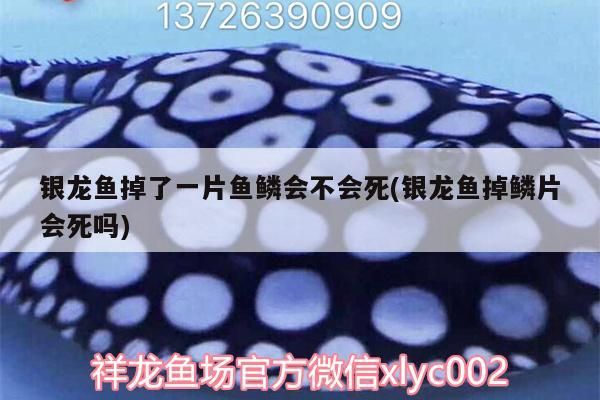 銀龍魚掉了一片魚鱗會(huì)不會(huì)死(銀龍魚掉鱗片會(huì)死嗎)