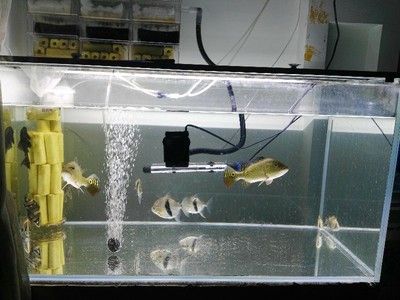 金龍魚與豬鼻龜混養(yǎng)指南，如何搭配其他魚類打造和諧水族箱，金龍魚、豬鼻龜混養(yǎng)及搭配魚類的和諧水族箱指南