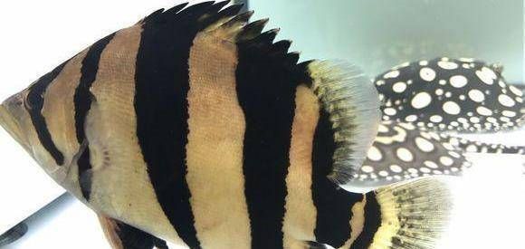 虎魚飼料訓餌成功案例，虎魚飼料訓餌失敗原因分析虎魚飼料訓餌時間表