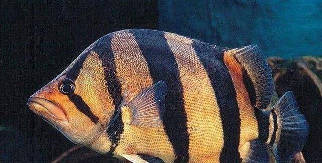 虎魚飼料訓餌成功案例，虎魚飼料訓餌失敗原因分析虎魚飼料訓餌時間表