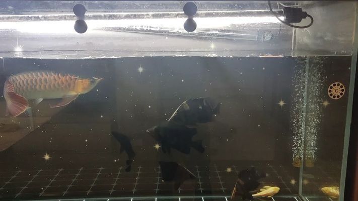 虎魚飼料訓餌成功案例，虎魚飼料訓餌失敗原因分析虎魚飼料訓餌時間表