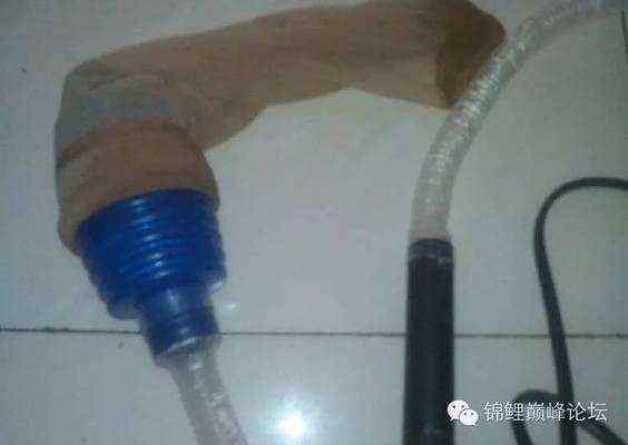 金龍魚觀賞魚多少錢1條？價格、品種及飼養指南，金龍魚價格解析，品種差異、市場行情與飼養要點