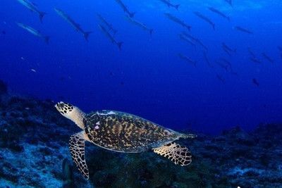 魟魚生長緩慢什么原因造成的：魟魚生長緩慢可能由多種因素造成