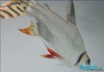 銀板魚(yú)選購(gòu)注意事項(xiàng)，銀板魚(yú)日常飼料選擇指南