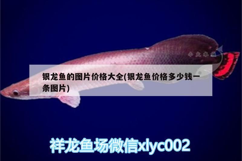 銀龍魚的圖片價格大全(銀龍魚價格多少錢一條圖片)