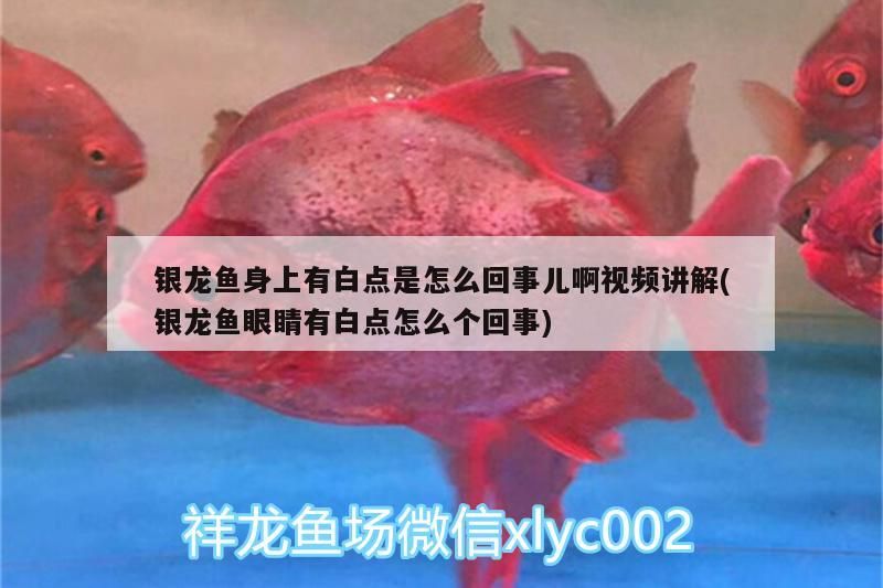 銀龍魚身上有白點是怎么回事兒啊視頻講解(銀龍魚眼睛有白點怎么個回事)