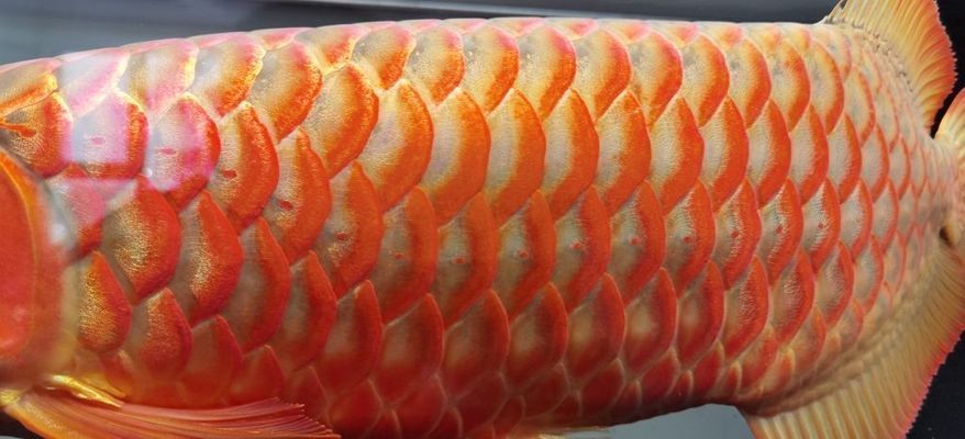 龍魚吃框跟鎖框vs祥龍魚場：祥龍魚場龍魚吃框跟鎖框的優缺點