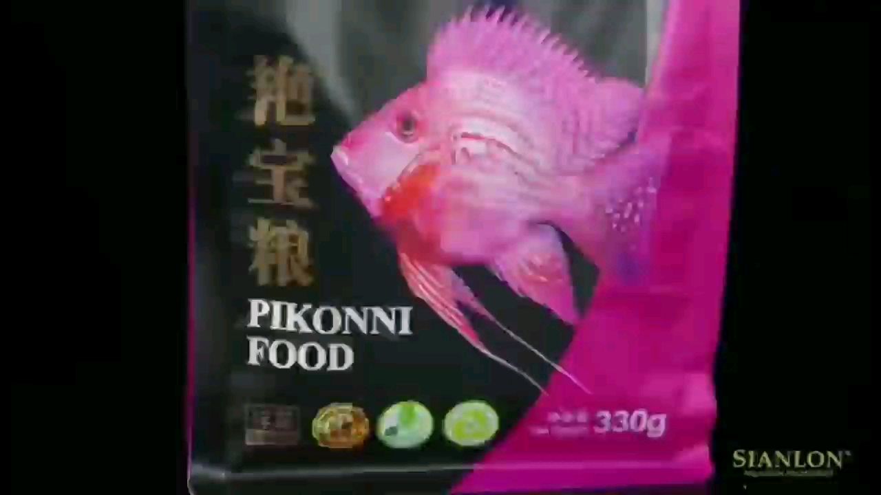 馬來進口元寶鳳凰魚專用其他魚吃了浪