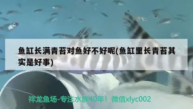 馬來進(jìn)口元寶鳳凰魚專用其他魚吃了浪