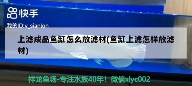 馬來進(jìn)口元寶鳳凰魚專用其他魚吃了浪