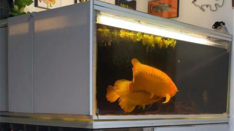 紅龍魚配對成功率是多少：關于紅龍魚配對成功率的一些問題