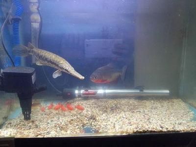 三紋虎魚養殖水溫控制技巧，三紋虎魚養殖水溫控制在26至33攝氏度，飼養者需掌握水溫控制技巧