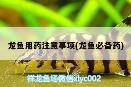 龍魚食用繩子拴著好嗎vs祥龍魚場：龍魚在理論上可以食用嗎？