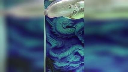 過背金龍魚品鑒標(biāo)準(zhǔn)：如何挑選過背金龍魚