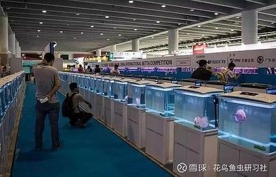 2024年水族展會(huì)時(shí)間及地點(diǎn)圖片：2024年山東國(guó)際寵物水族用品展