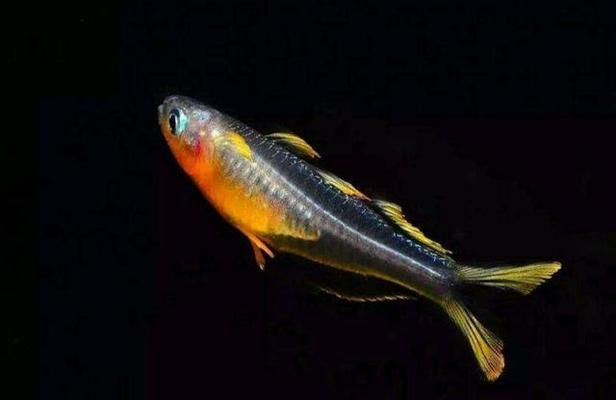 觀賞魚物流最佳包裝方案，觀賞魚物流的最佳包裝方案