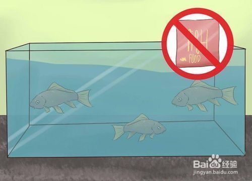 觀賞魚物流最佳包裝方案，觀賞魚物流的最佳包裝方案