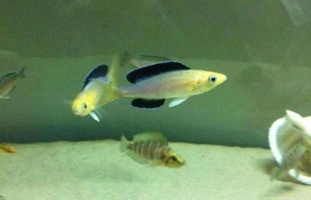 觀賞魚物流最佳包裝方案，觀賞魚物流的最佳包裝方案