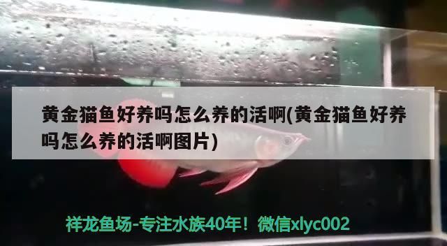 黃金貓魚好養嗎怎么養的活啊(黃金貓魚好養嗎怎么養的活啊圖片)