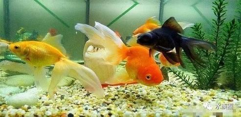 廣州水族批發市場有哪些魚類價格（廣州水族批發市場價格波動因素水族市場價格波動因素）