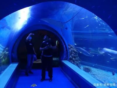 水族館開門了嗎現在（上海海洋水族館全年對外開放具體開放時間為5:30）