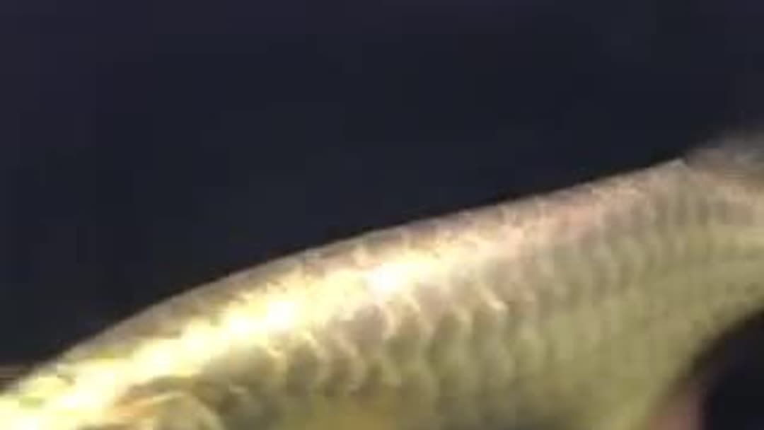 魟魚脫肛怎么回事：魟魚脫肛可能由多種原因引起