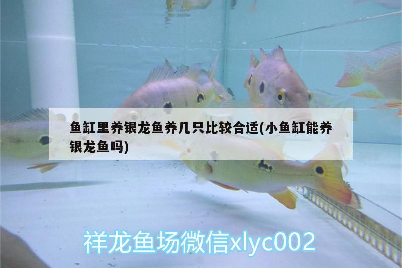 魚缸里養銀龍魚養幾只比較合適(小魚缸能養銀龍魚嗎)