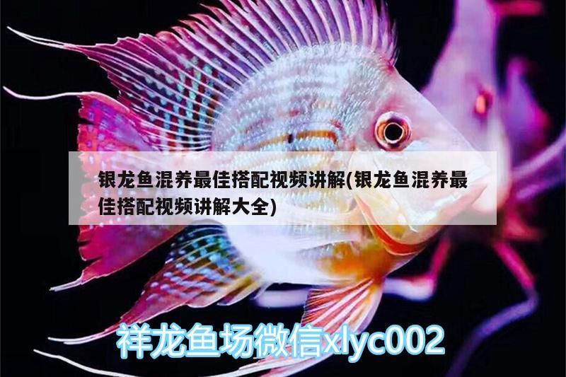 銀龍魚混養最佳搭配視頻講解(銀龍魚混養最佳搭配視頻講解大全)