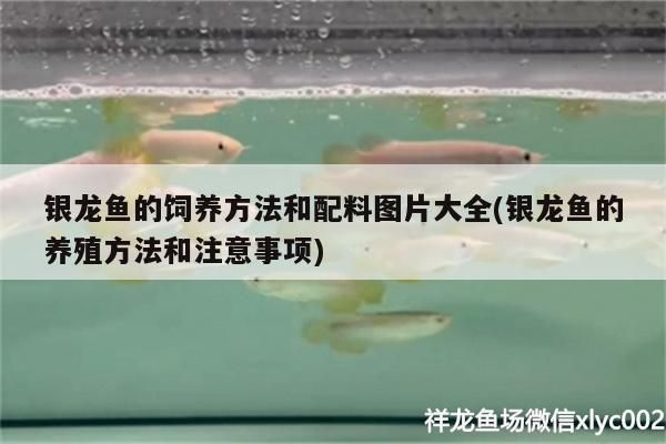 銀龍魚的飼養方法和配料圖片大全(銀龍魚的養殖方法和注意事項)