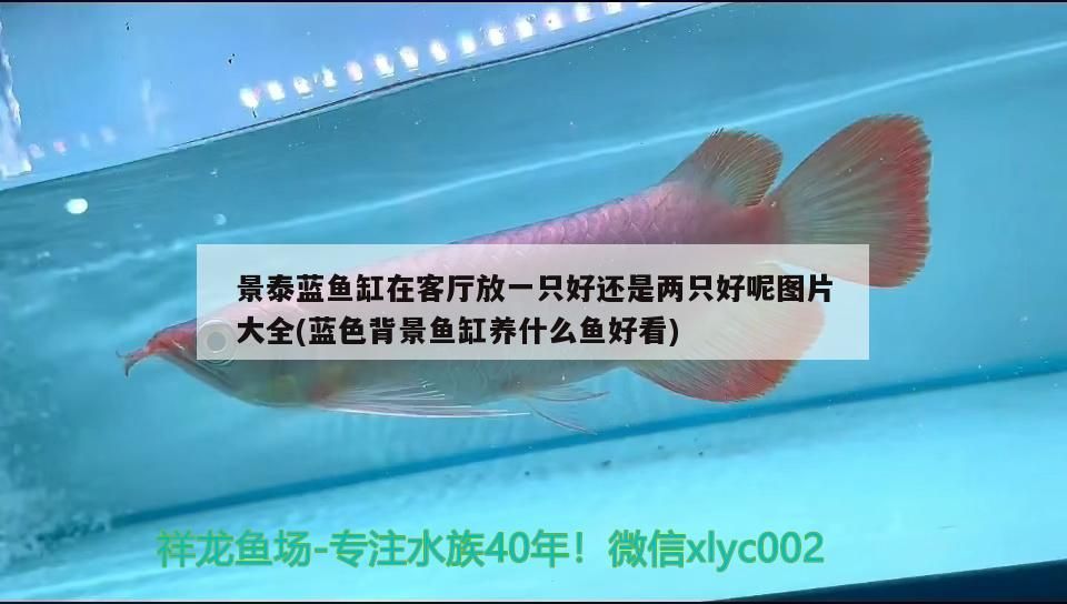 景泰藍魚缸在客廳放一只好還是兩只好呢圖片大全(藍色背景魚缸養(yǎng)什么魚好看)