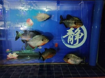 蘇虎魚混養適宜水溫范圍，蘇虎魚混養的適宜水溫范圍大致在25-28攝氏度