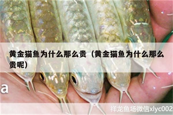 黃金貓魚為什么那么貴（黃金貓魚為什么那么貴呢）