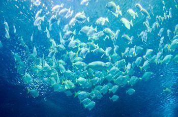 水族館在什么地方好（上海海洋奇夢館互動項目東京墨田水族館鯨鯊觀賞介紹）